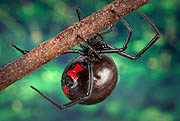 Black Widow Spider Bite: Symptoms and Causes