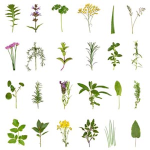 Large medicinal and culinary herb flower and leaf selection isolated over white background.