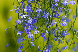 Lobelia Flowers