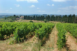 Vines in Tuscany